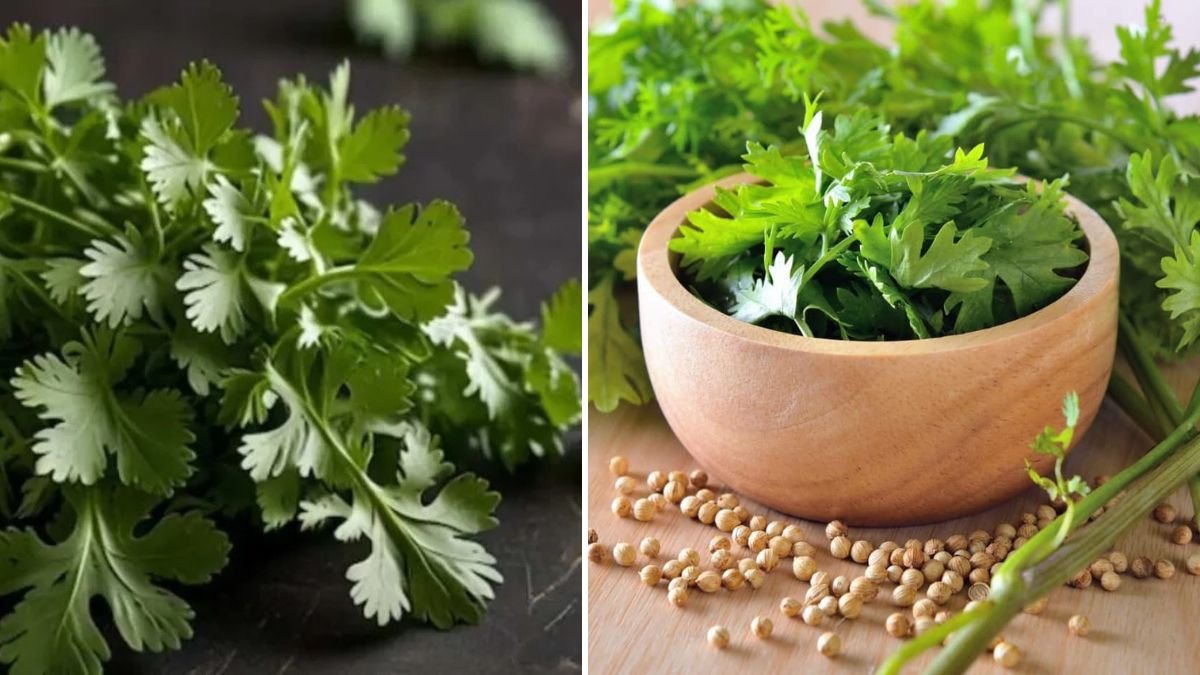 Step-by-Step Guide to Growing Coriander Easily in a Produce Crate at Home