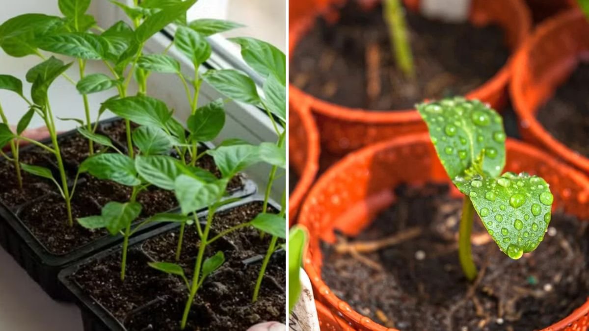How to Germinate Pepper Seeds: A Complete Guide for Fast and Healthy Seedlings