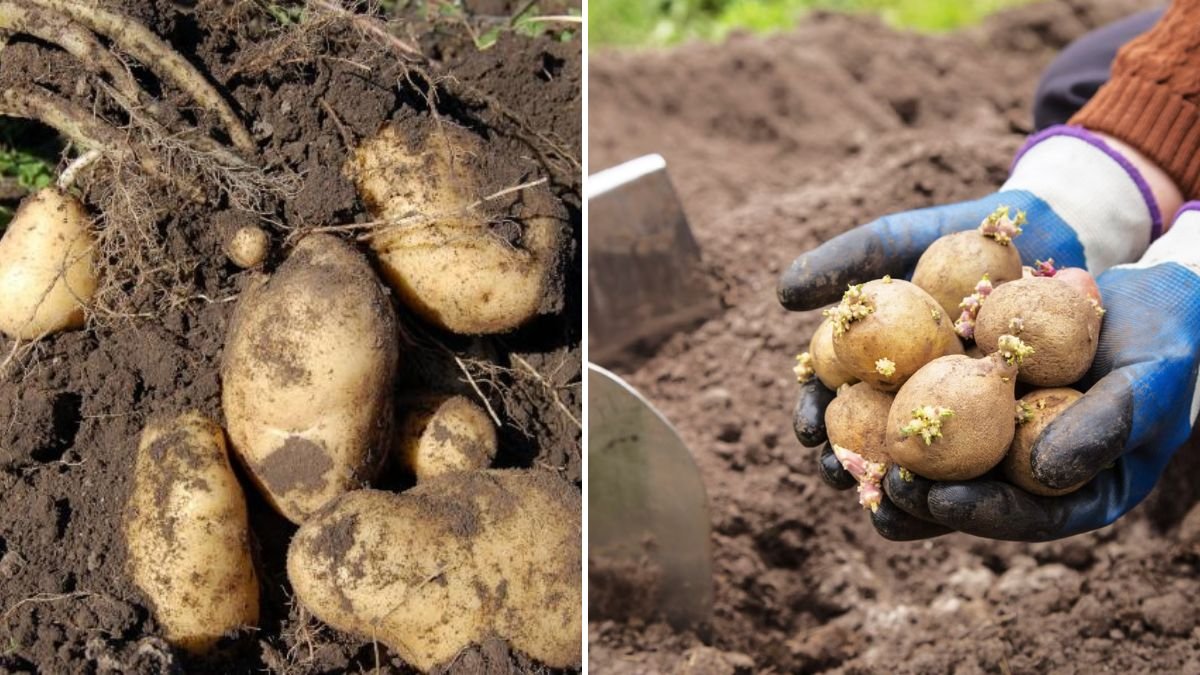 How to Grow Potatoes at Home: Step-by-Step Guide for Bountiful Harvests