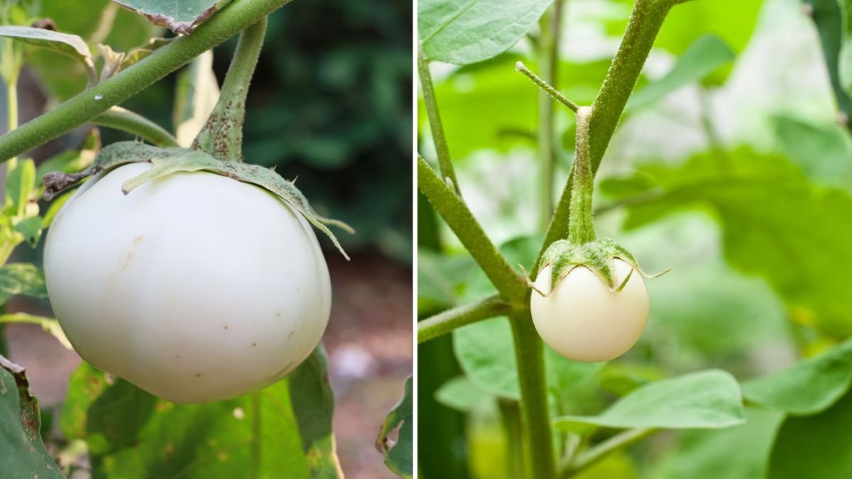 How to Grow White Eggplants at Home for Round Fruits and a High-Yield Harvest