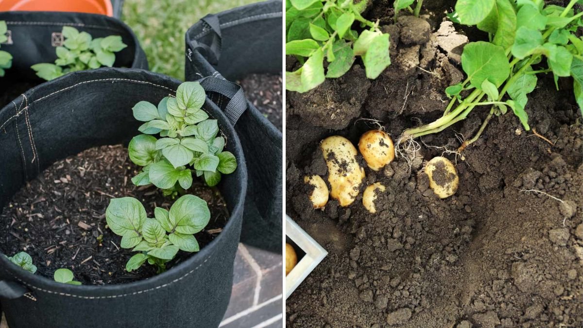 How to Harvest Tons of Potatoes from Small Containers