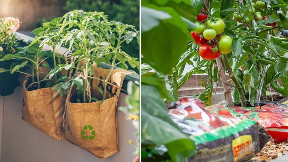 Grow Tomatoes in Bags | Heavy Yield & Quick Harvest