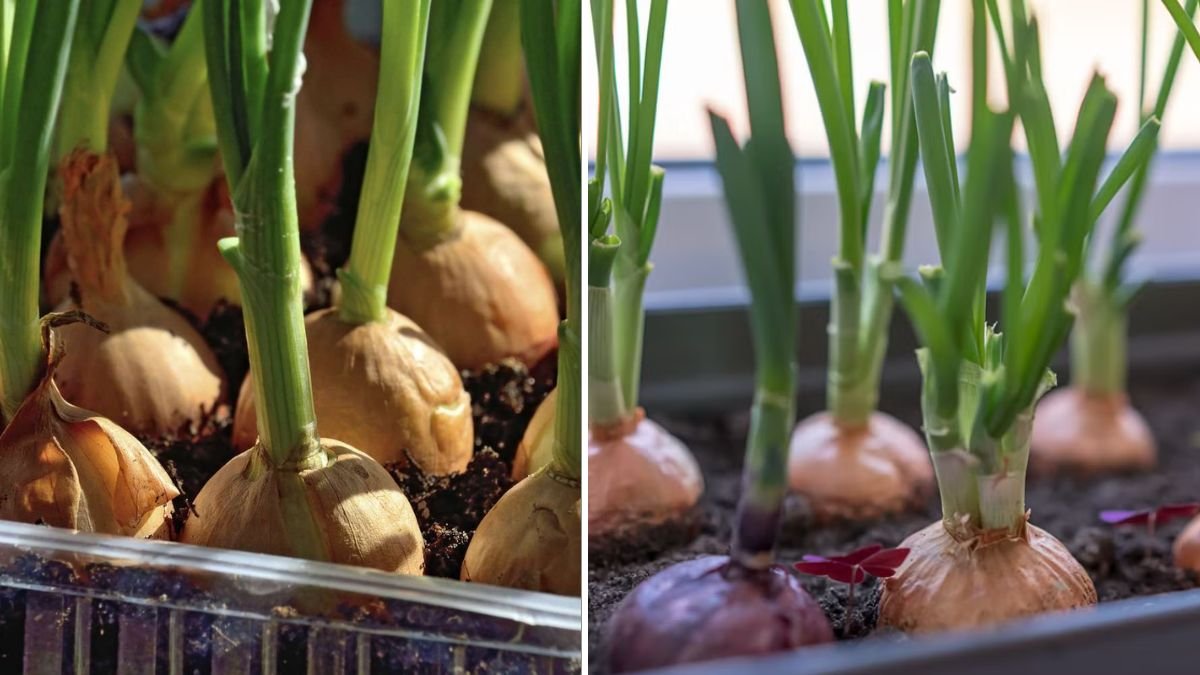 How to Grow Onions in Containers at Home | Big Harvest Secrets Revealed