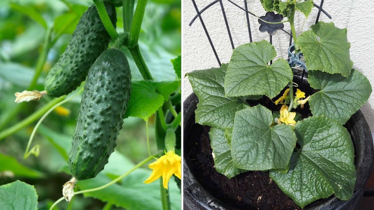 Easy Bucket Cucumber Growing Method for Homeowners in the US and Europe