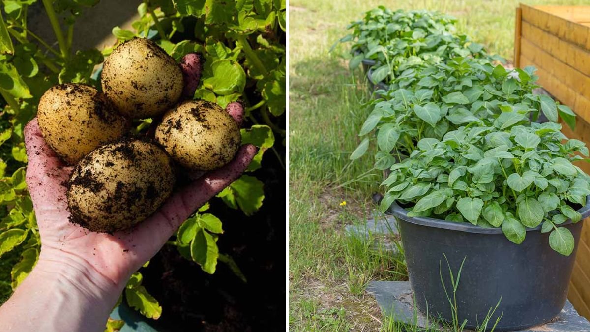 Grow GIANT Potatoes in PLASTIC Containers | Small Space, Massive Harvest Method