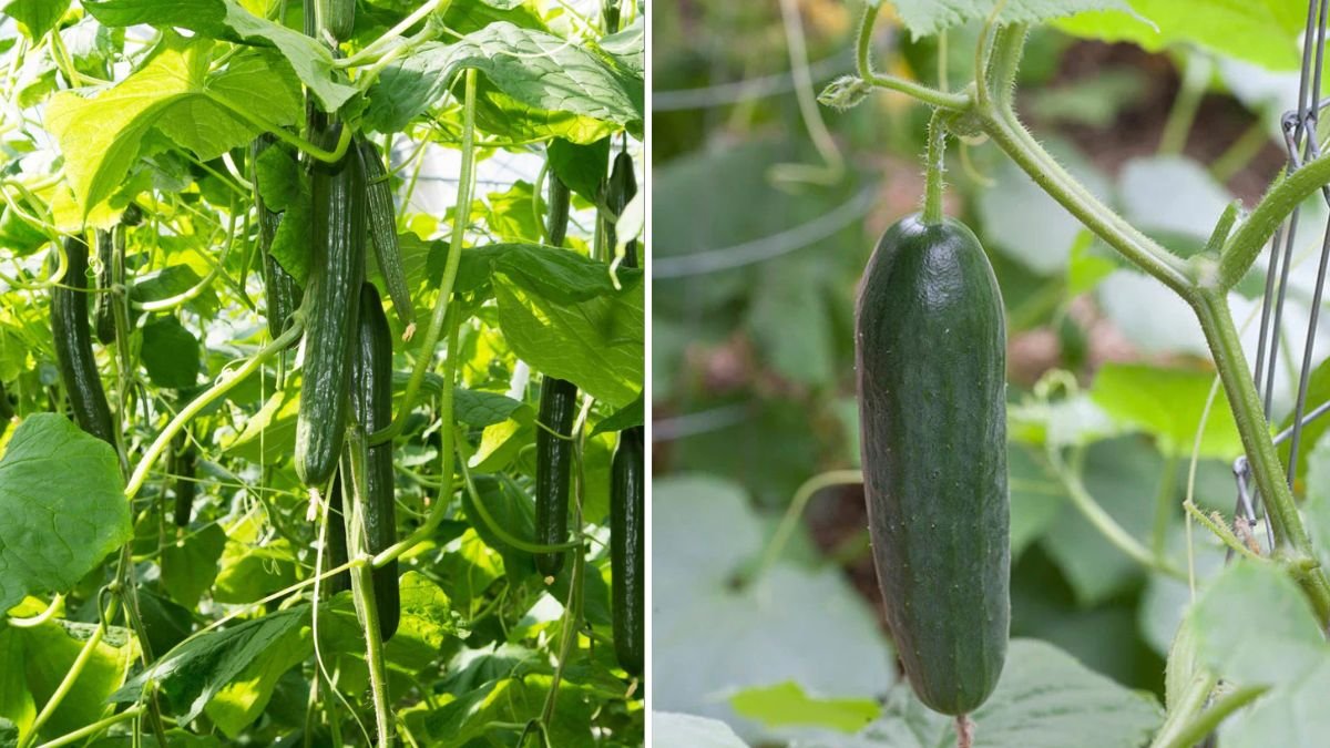 Grow DELICIOUS Cucumbers in Small Spaces Using Smart Container Methods