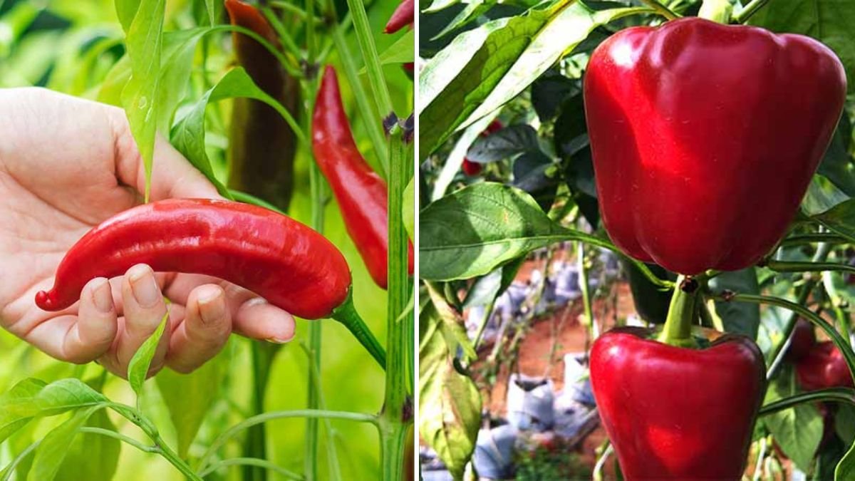 Growing Bell Peppers in Plastic Bottles – Easy, Productive, and Space-Saving