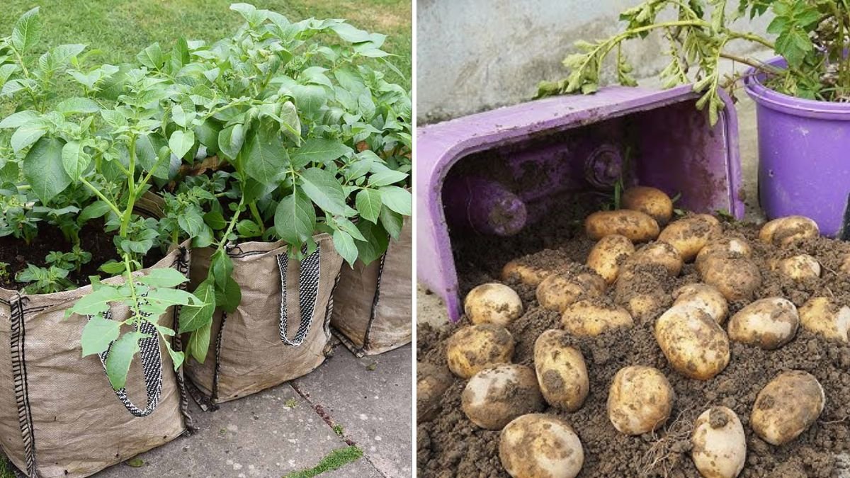 Grow GIANT Potatoes In Plastic Bottles Using Smart Container Gardening Tricks