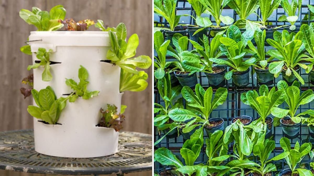 Turn the Old Wall Into a Fresh, Nutritious Lettuce Garden (No Ground Needed!)