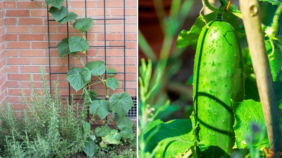 Unveiling the Secrets to Bountiful Cucumber Growth in Containers