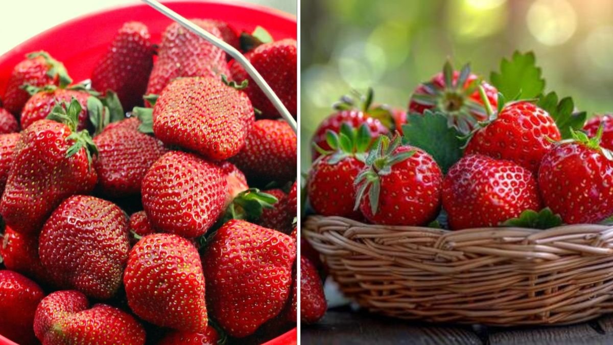Turn an Old Wall Into a Productive Vertical Strawberry Garden Filled With Sweet and Healthy Fruits