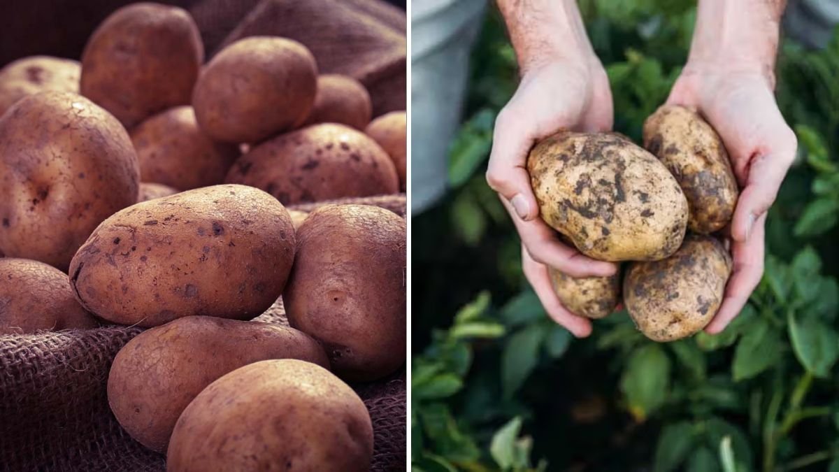 The Secret Method for Growing Big and Healthy Potatoes in Plastic Bottles at Home