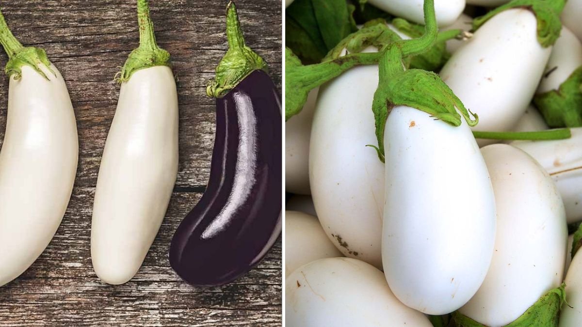 Grow White Eggplants in Bottles | Big & Fast Harvest Even in Small Spaces