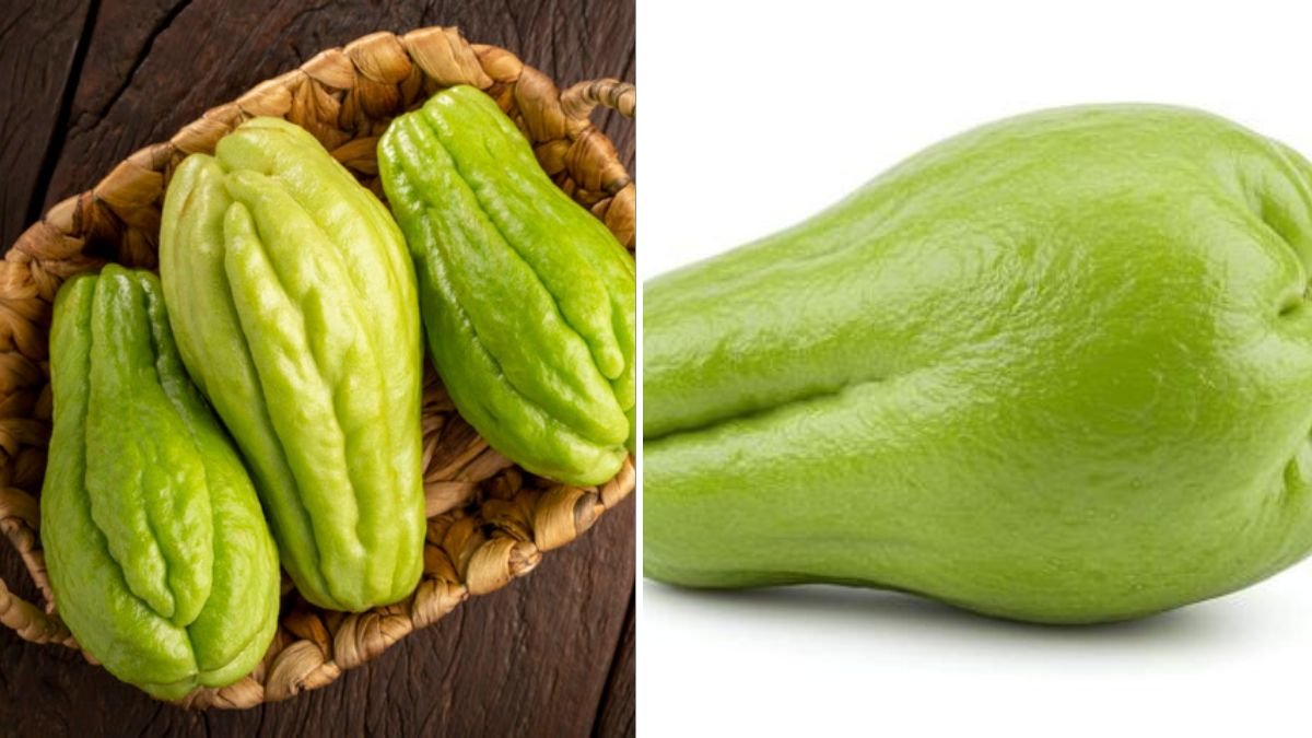 Grow Chayote in Containers | Big, Fast, High-Yield Harvest at Home