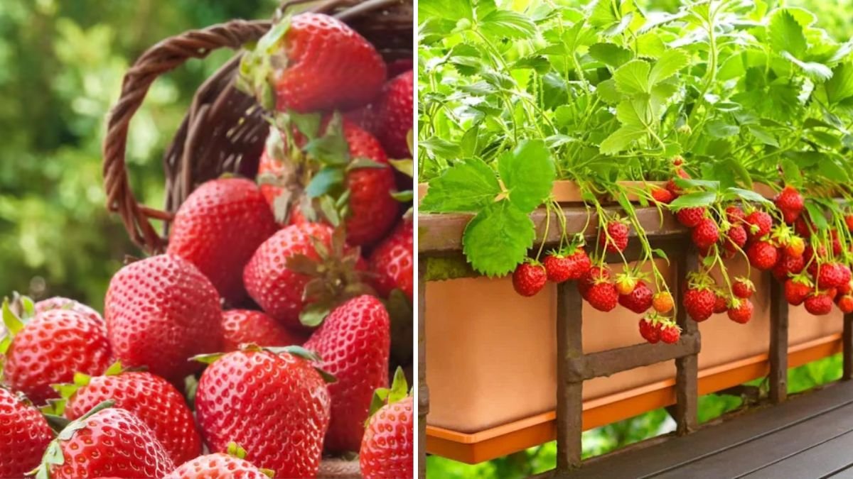 Hanging Tub Garden Hack for High-Yield Strawberries in Small Spaces