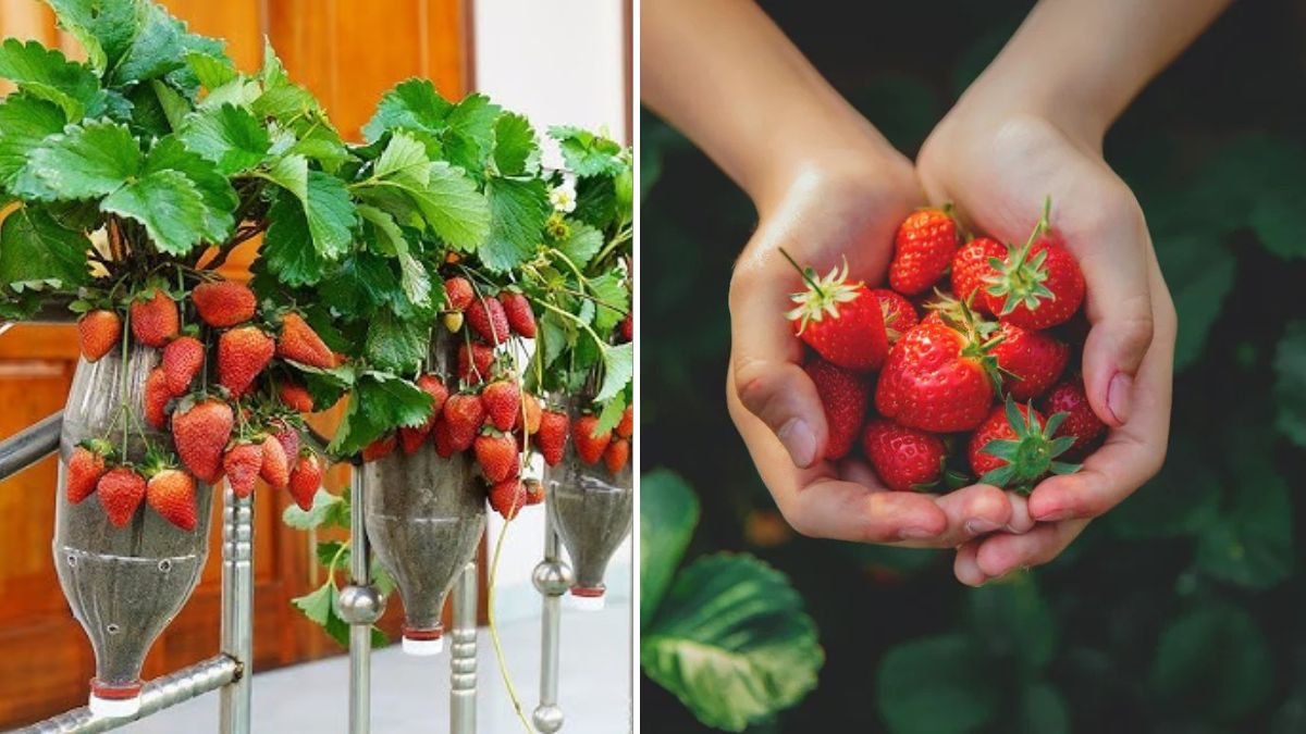 How to Grow Strawberries on Your Balcony: Sweet, Juicy Harvests in Small Spaces