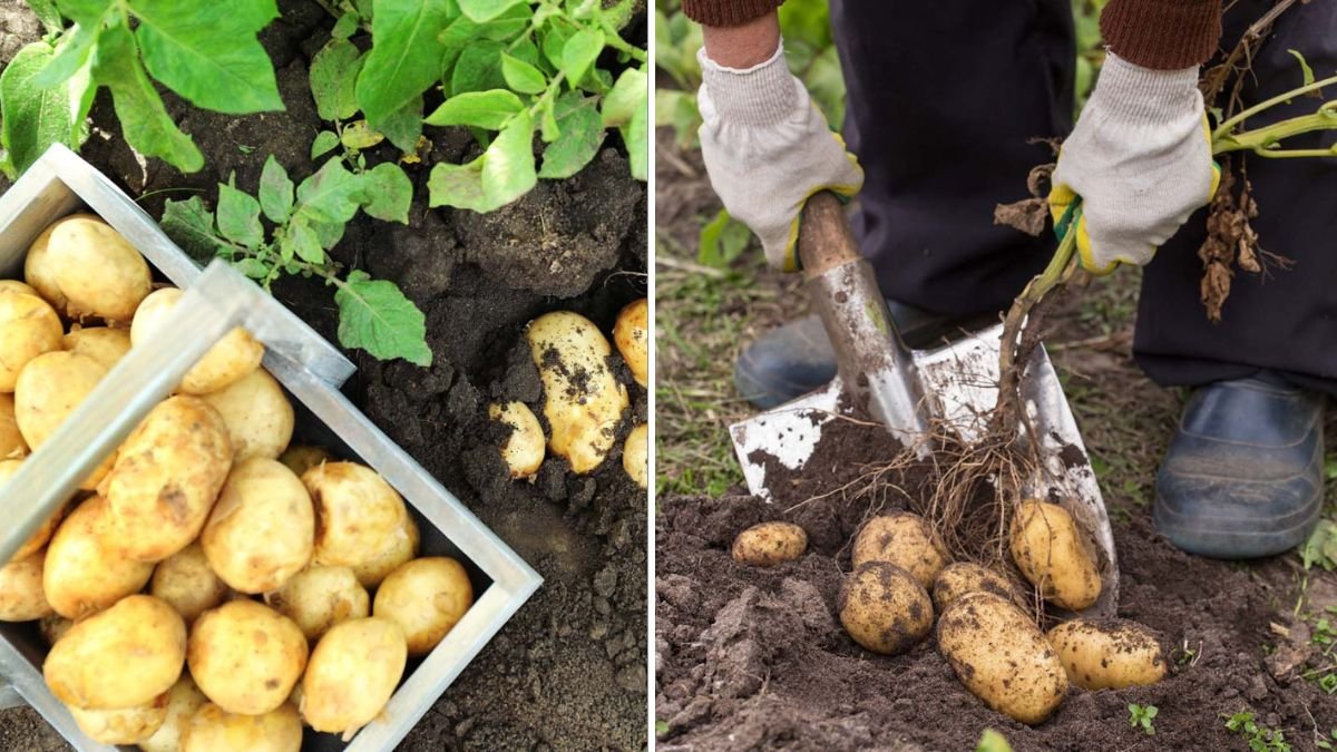 Easiest Way to Grow Potatoes in Containers: Big Harvests Without a Garden