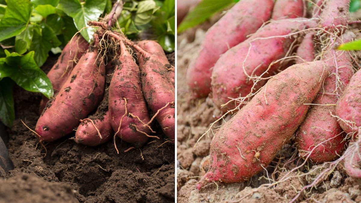 How To Grow Sweet Potatoes At Home With Lots Of Tubers: Simple High-Yield Method for Beginners