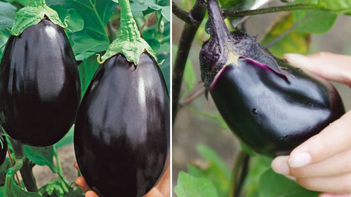 Growing Eggplants Is Easy at Home: High-Yield Method Without a Large Orchard