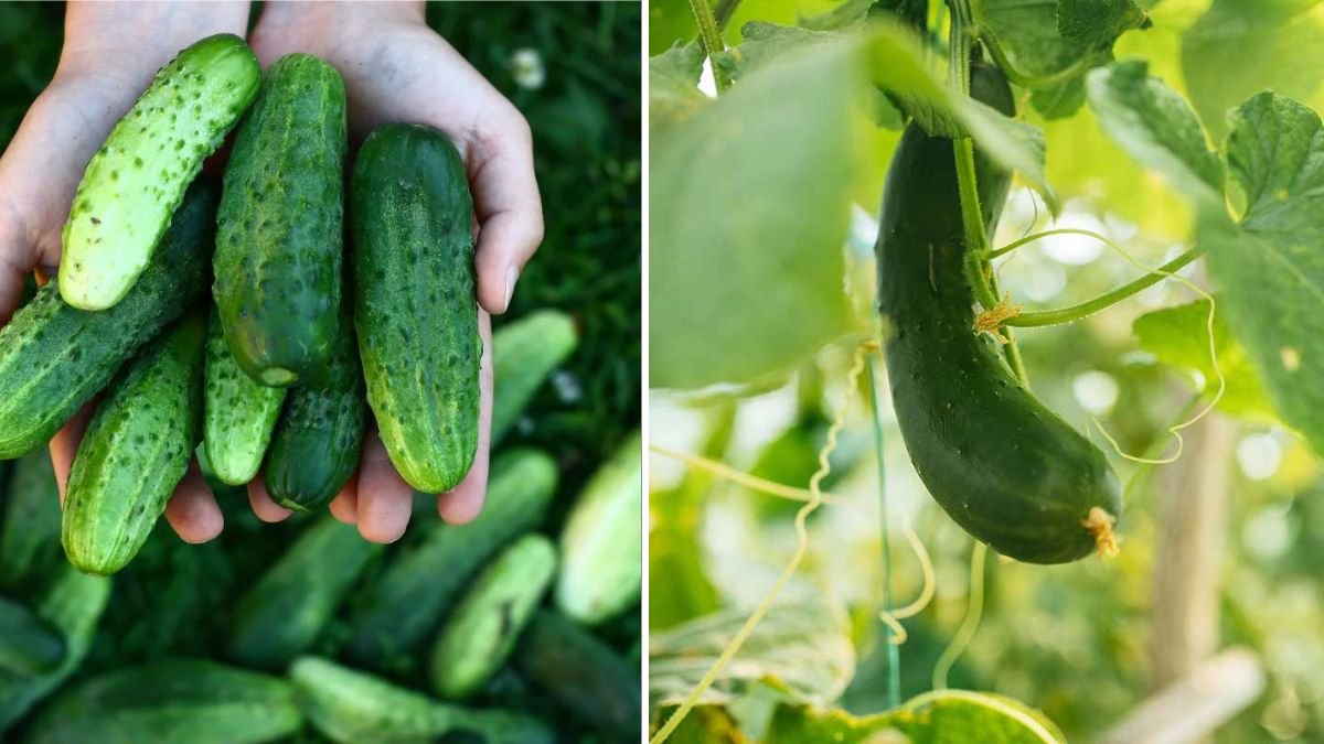 How to Grow Cucumbers in Plastic Bottles – Easy, High-Yield Urban Gardening Method
