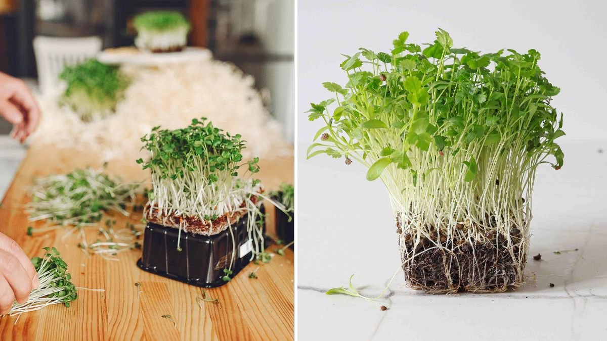 A Comprehensive Guide to Easily Growing Cilantro Microgreens at Home in Simple Steps