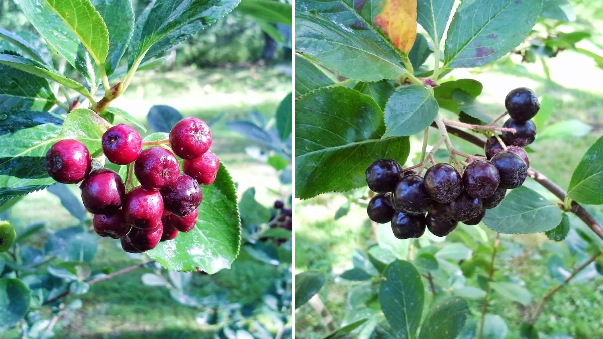 Easy Hack to Successfully Cultivate Aronia in Cold Climates for Maximum Yield