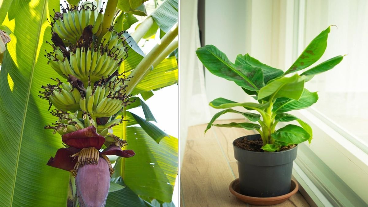 The Ultimate Guide to Successfully Growing Dwarf Bananas in Your Backyard