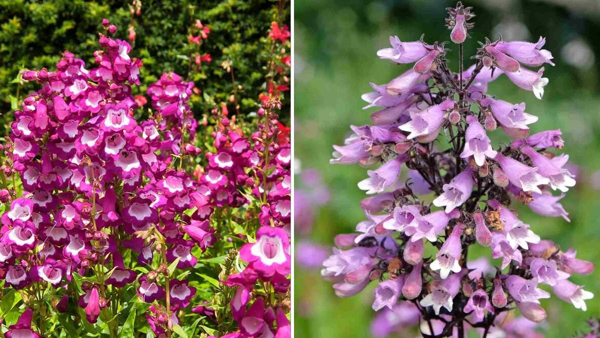 Effective Techniques for Cultivating Vibrant Penstemon Tubular Flowers in Your Garden
