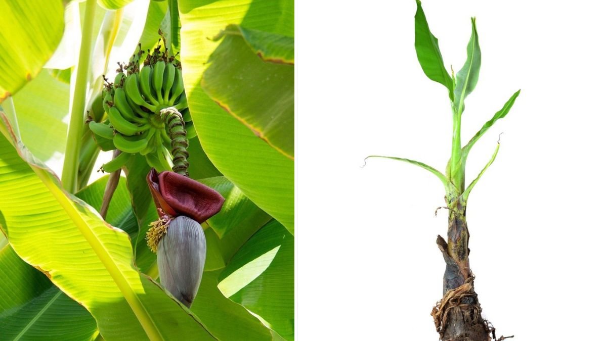 Easy Method to Grow Banana from Sucker Starting with Simple Steps for Success