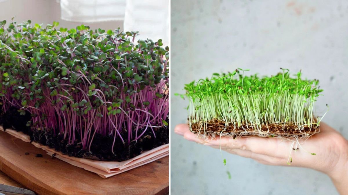 How to Successfully Grow Parsley Microgreens at Home for Fresh and Flavorful Dishes