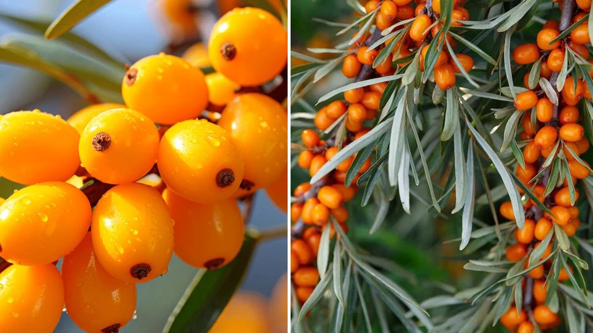 The Ultimate Guide to Growing Sea Buckthorn from Seed for Maximum Yield and Health Benefits