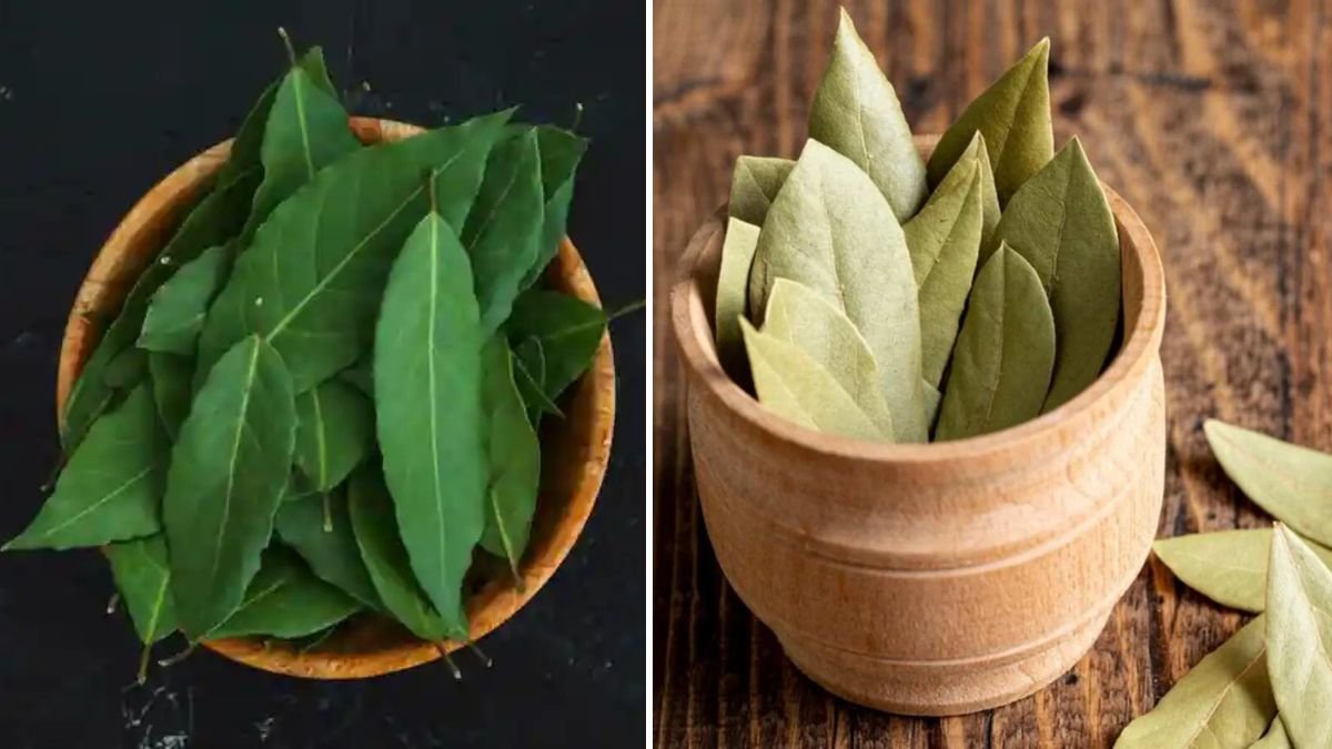 Discover the Simple Steps to Successfully Grow Bay Leaf Tej Patta at Home