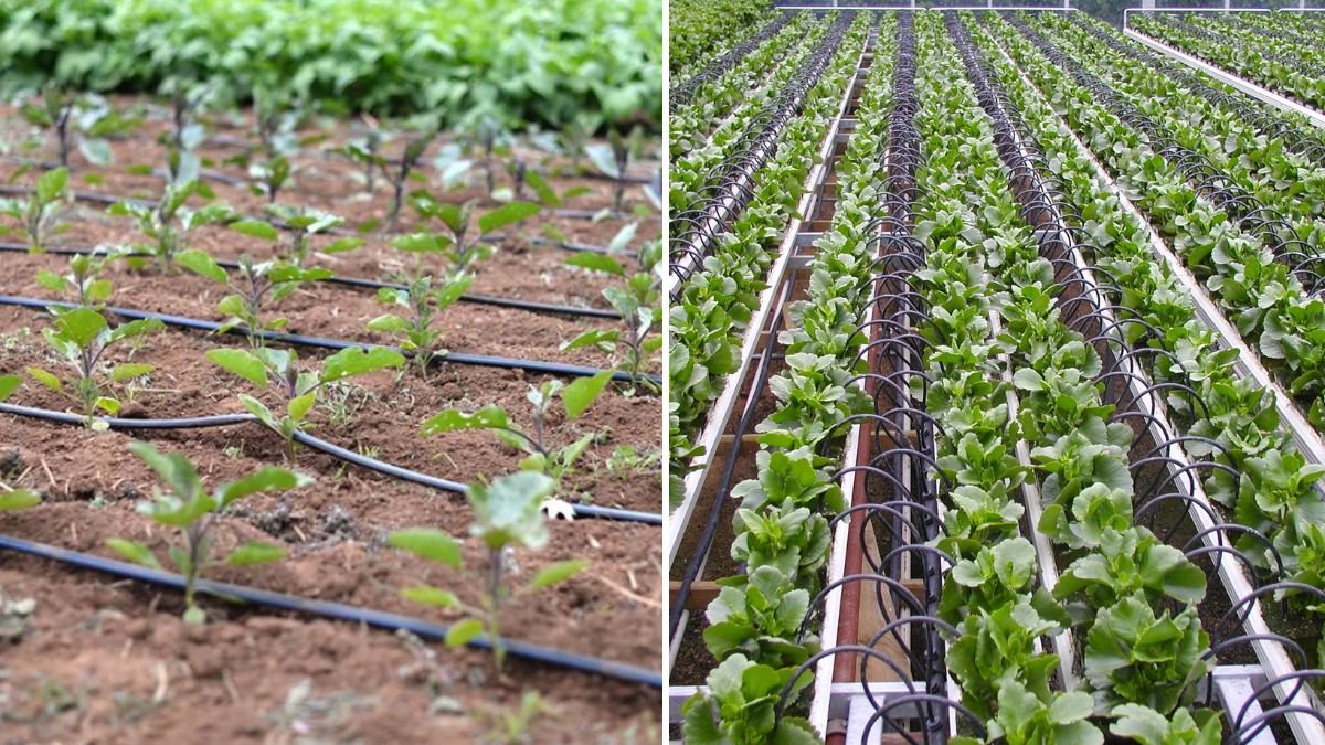 Irrigation Technique Explained: Smart Watering Methods for Healthy Crops