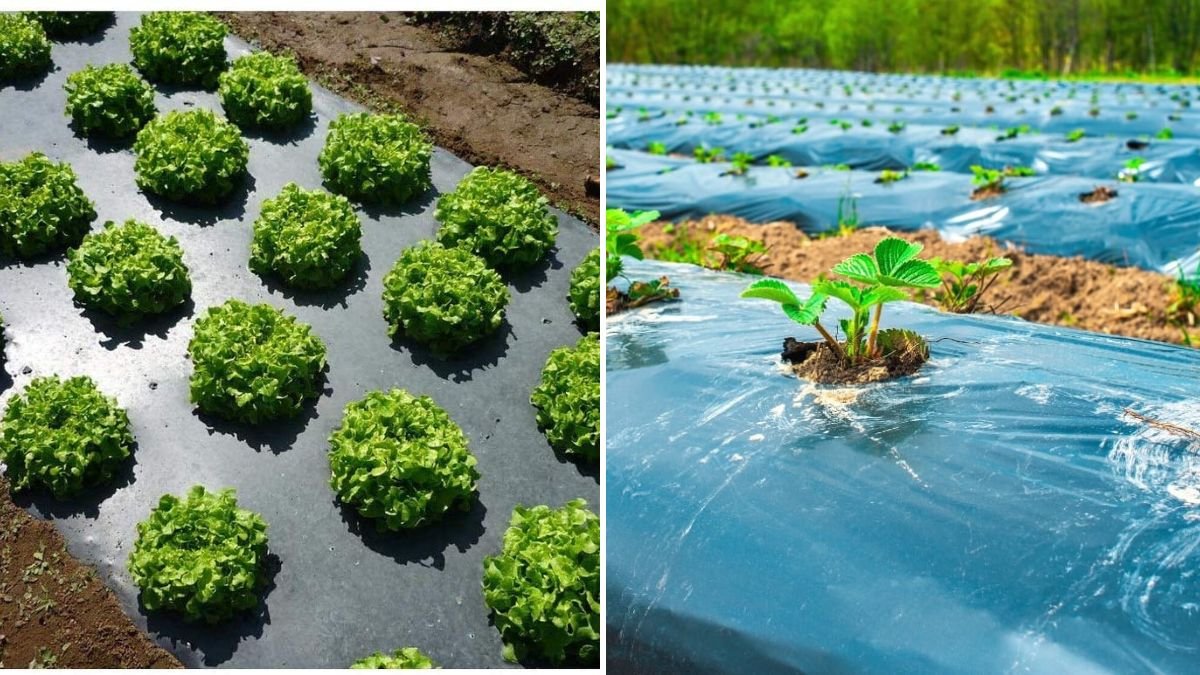 Creating a Vegetable Garden with Plastic: Smart Gardening for Better Growth