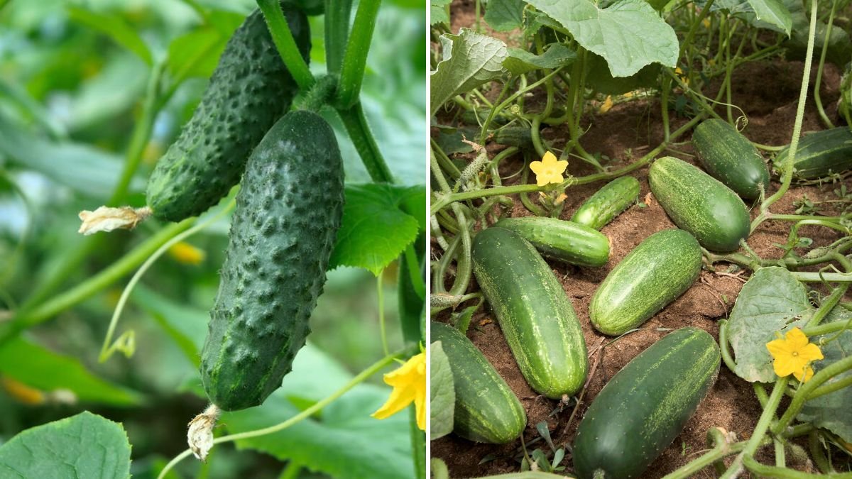 How to Grow Cucumbers Successfully at Home: A Complete Guide from Seed to Harvest