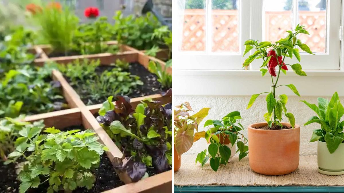 Smart Tips for Growing at Home: A Beginner’s Guide to Successful Home Gardening
