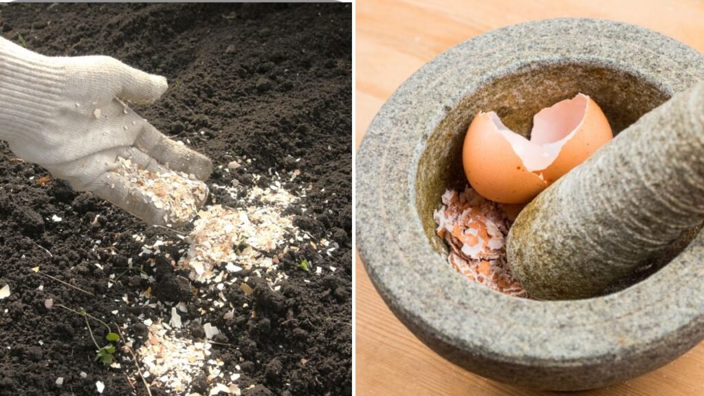 Eggshells Are Excellent for Your Plants: Natural Calcium Boost for Healthy Growth