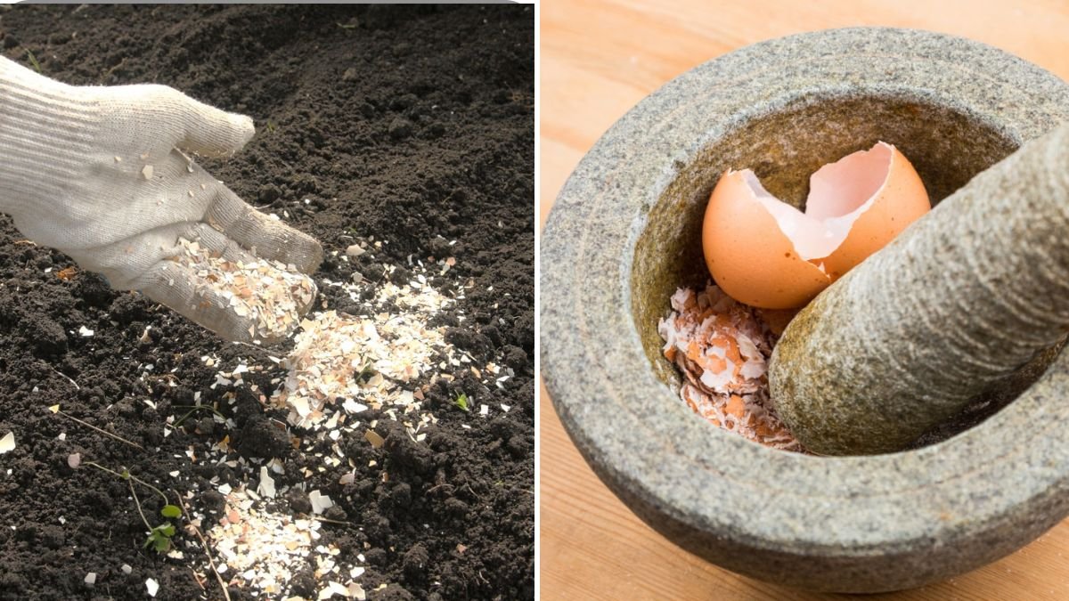Eggshells Are Excellent for Your Plants: Natural Calcium Boost for Healthy Growth
