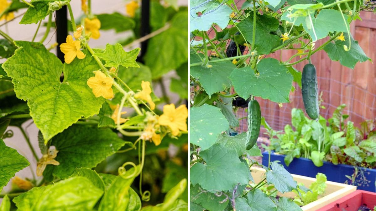Essential Tips for Growing Cucumbers Successfully at Home for High Yields