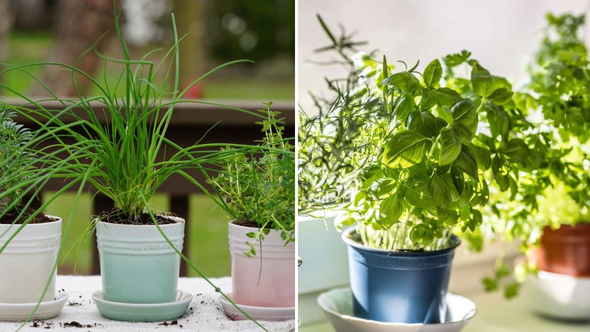 The Right Way to Grow Chives: Complete Guide for Healthy, Flavorful Harvests