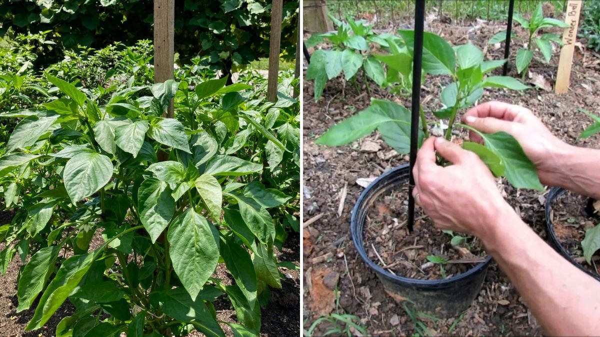 I Grew Peppers on Bamboo: Smart Vertical Gardening for Higher Yields