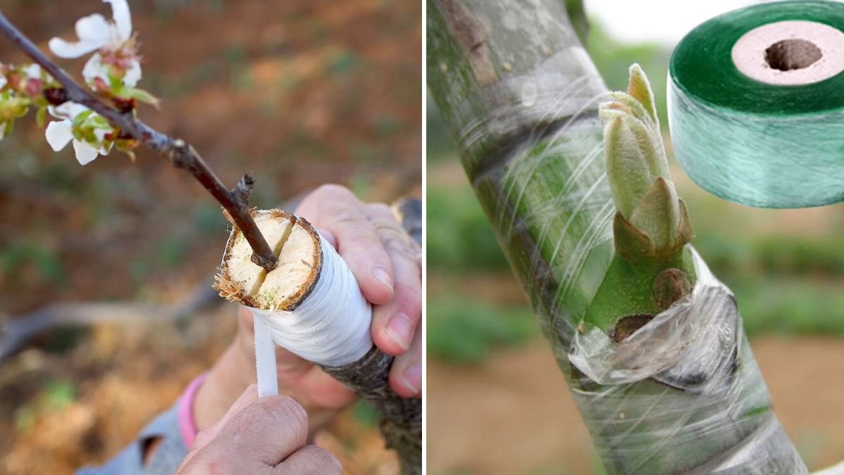 Grafting on Fruit Trees: Complete Step-by-Step Guide for Stronger Trees and Faster Harvests